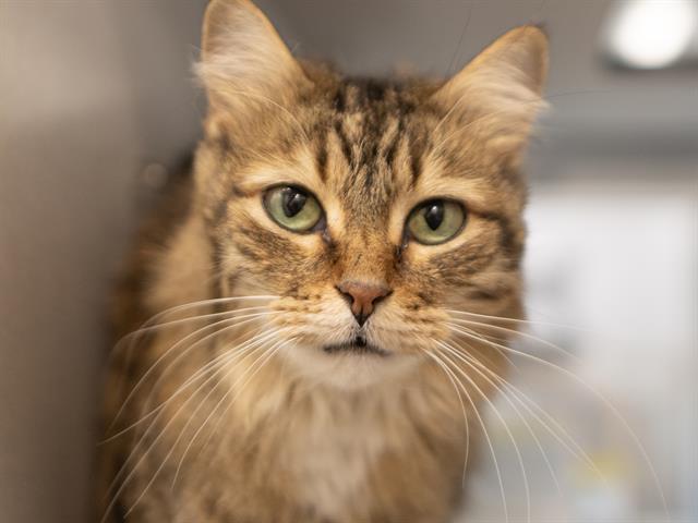 Lacey - Female - Domestic MH