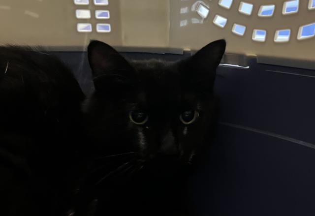  - Female - Domestic MH