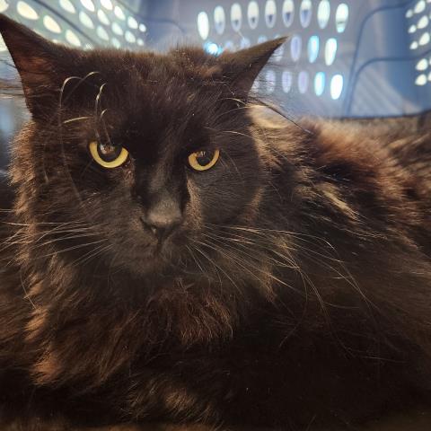 Majik - Female - Domestic LH