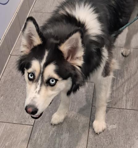  - Female - Alaskan Malamute-Mix