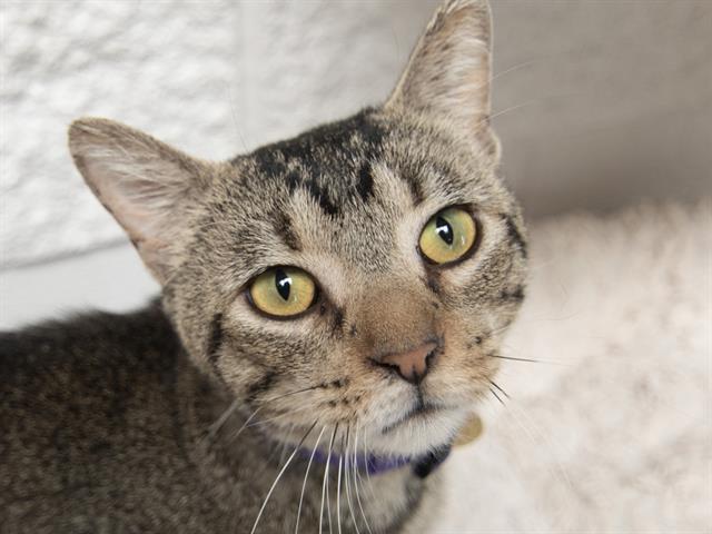 Ralph - Male - Domestic SH