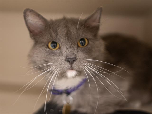 Jim - Male - Domestic MH