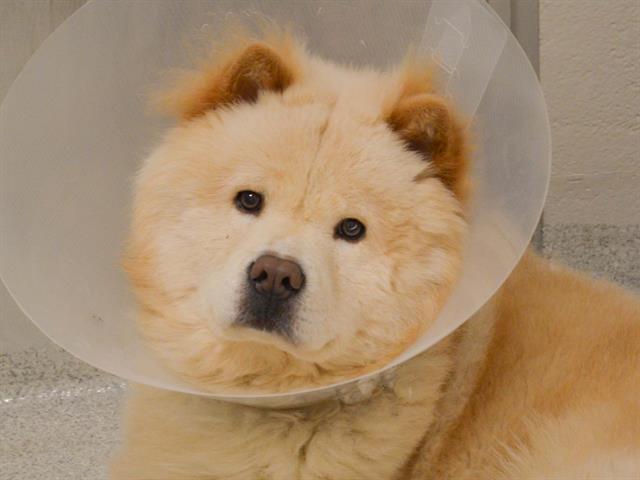 Scooby - Male - Chow