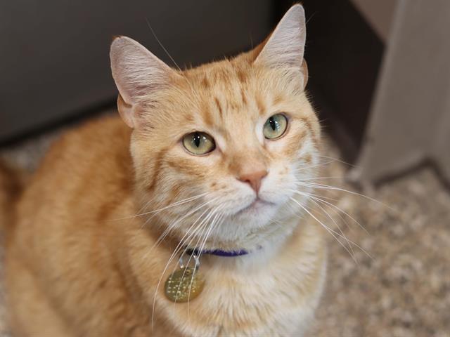 Teddy - Male - Domestic SH