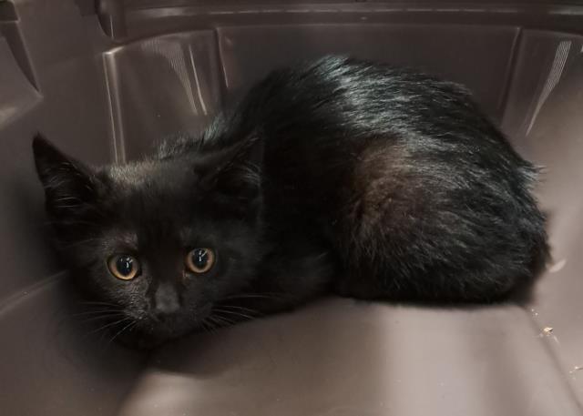  - Female - Domestic SH