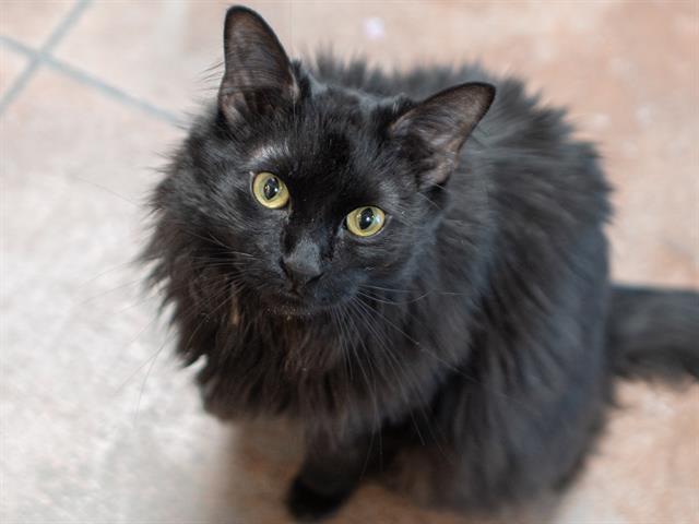Jax - Male - Domestic MH