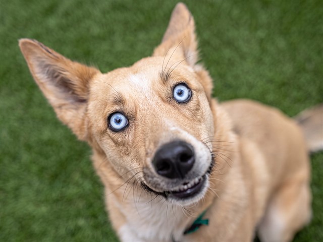 Athena - Female - Siberian Husky-Mix