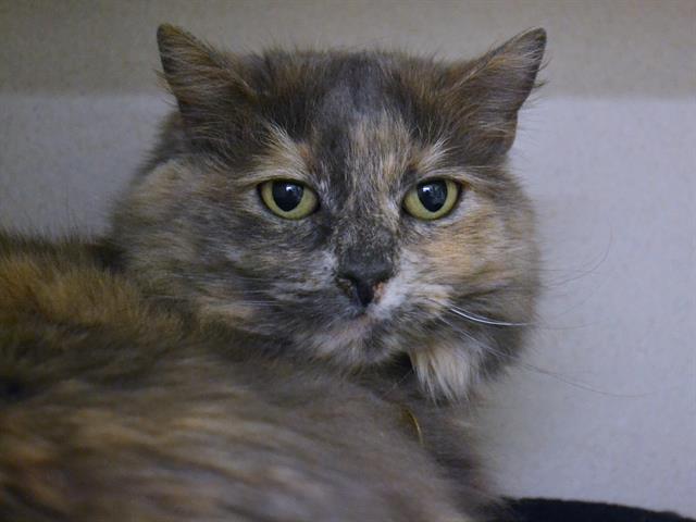 Kya - Female - Domestic LH