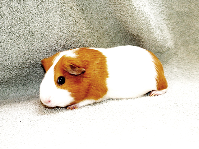 Linsey - Female - Guinea Pig