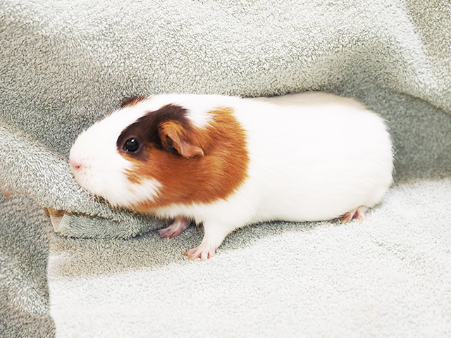 Freddie - Female - Guinea Pig