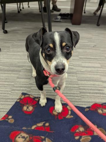  - Male - Jack Russell Terrier-Mix