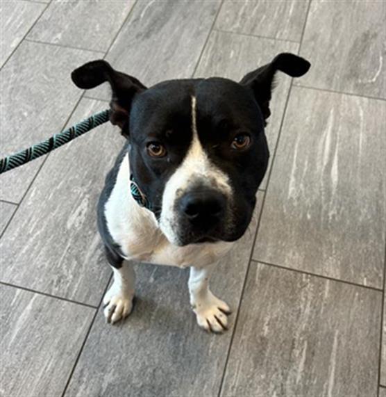  - Male - Pit Bull-Mix