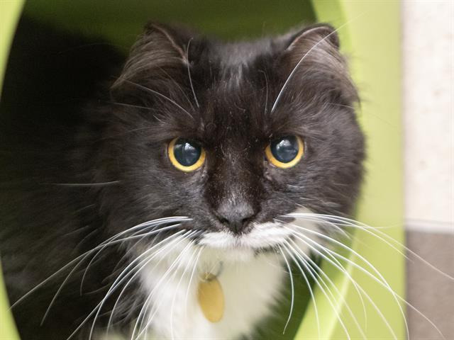 Kiki - Female - Domestic SH