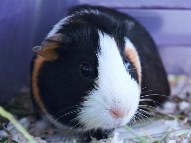 Renee - Female - Guinea Pig