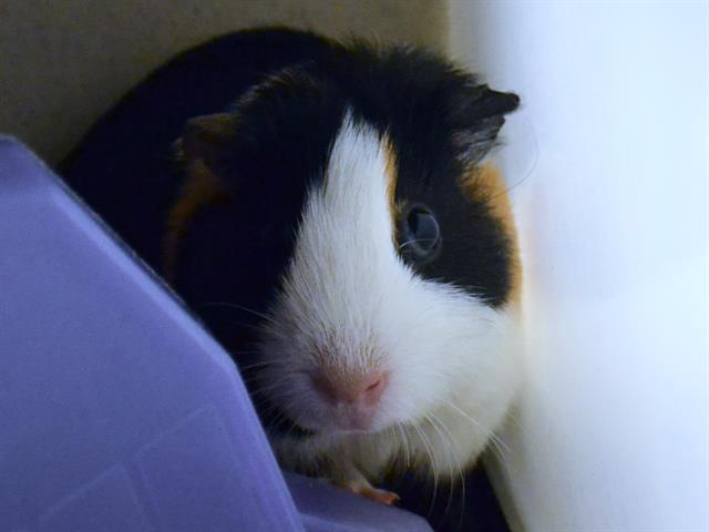 Stacey - Female - Guinea Pig