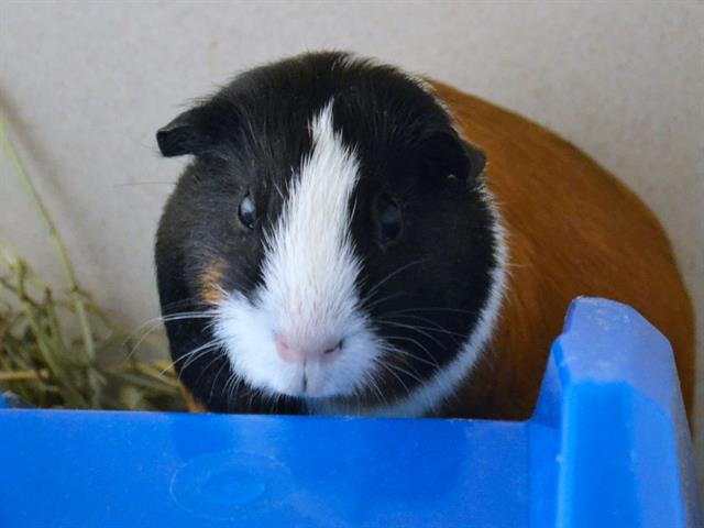 Lily Rose - Female - Guinea Pig