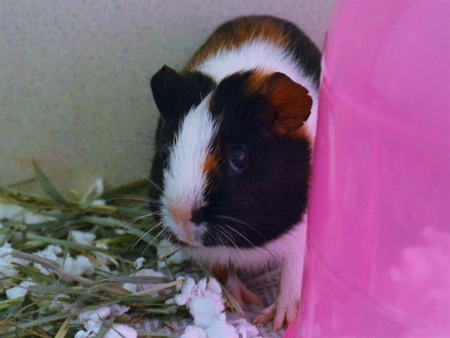 Asuka - Female - Guinea Pig