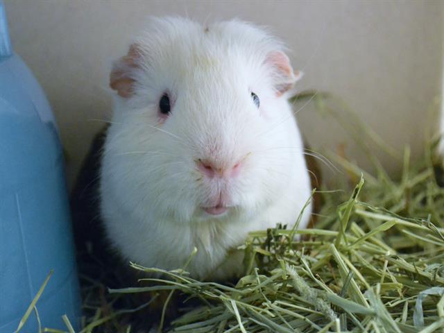 Zazu - Male - Guinea Pig