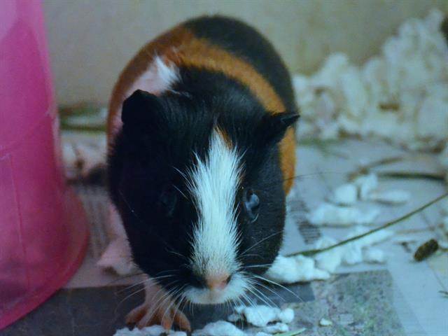 Rei - Female - Guinea Pig
