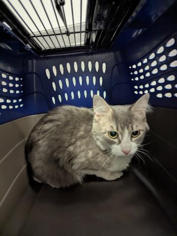  - Female - Domestic SH