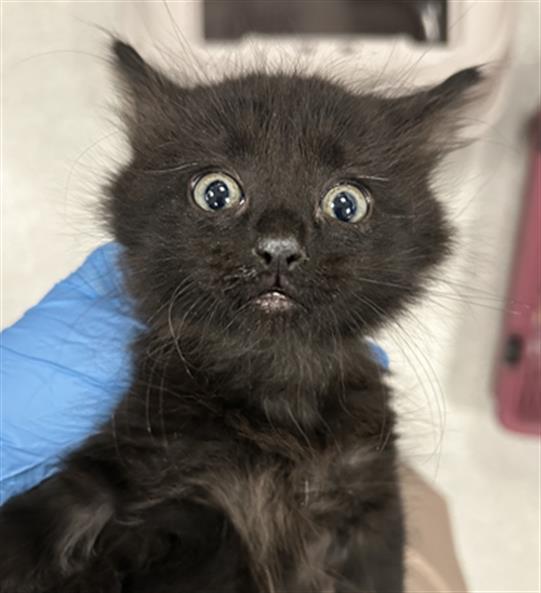  - Male - Domestic MH