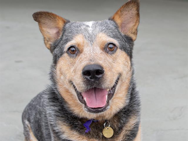 Rocky - Male - Australian Cattle Dog