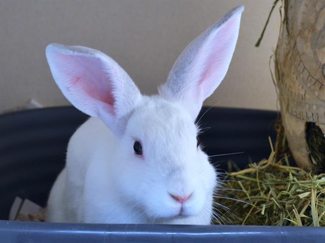  - Male - Lop