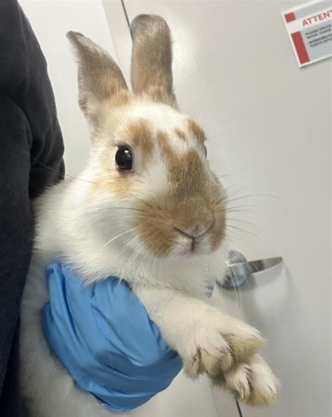  - Male - Lop
