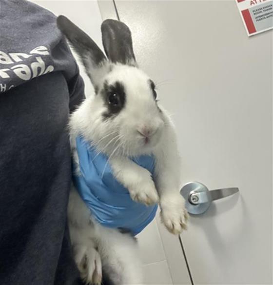  - Female - Lop