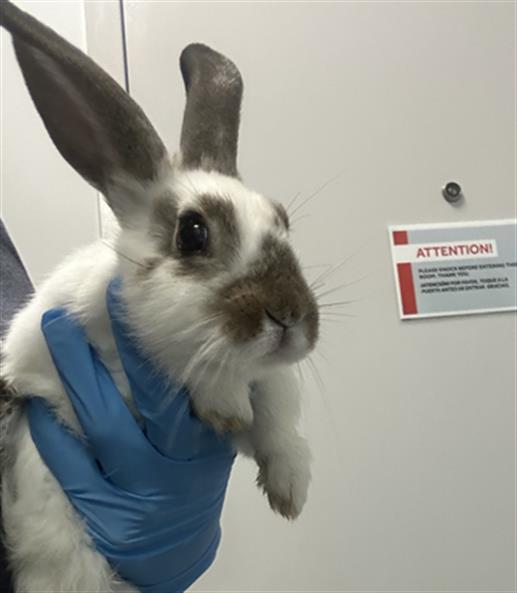  - Female - Lop