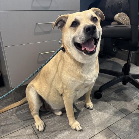 Milo - Male - Labrador Retriever-German Shepherd