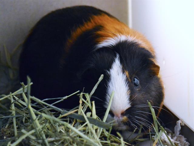 Penelope - Female - Guinea Pig