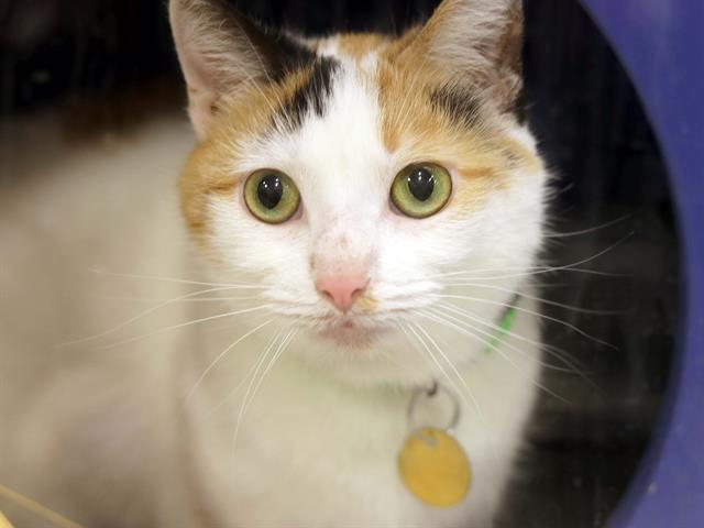 Moira - Female - Domestic SH