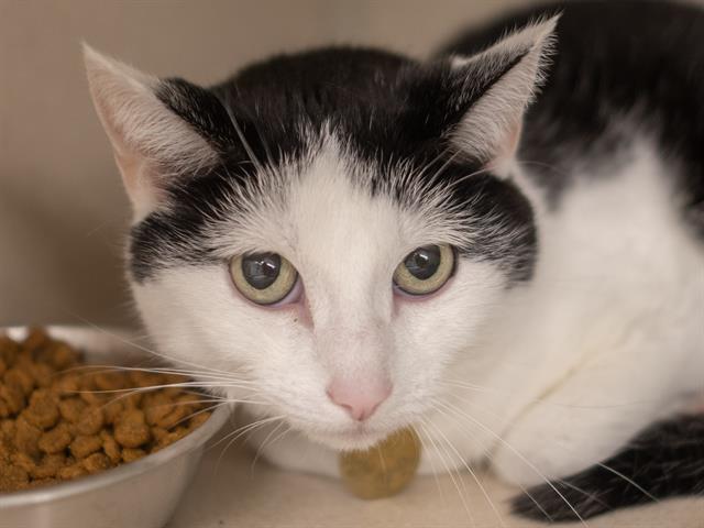 Layla - Female - Domestic SH