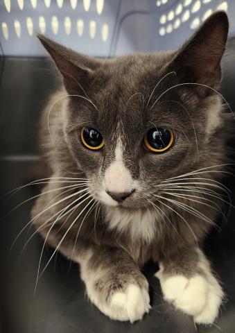 Tippy - Female - Domestic SH
