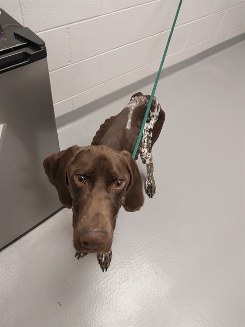 Remington - Male - German Shorthaired Pointer
