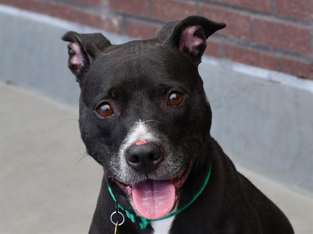 Lava - Female - Pit Bull-Mix