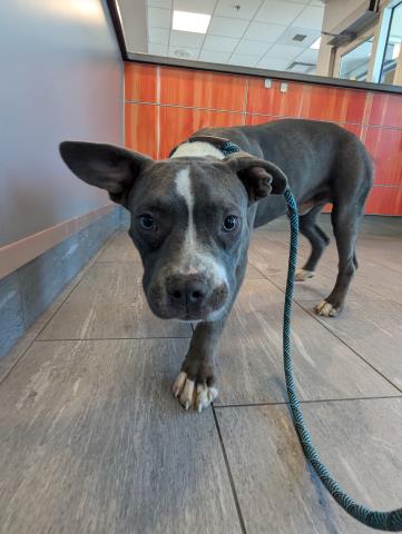  - Male - Pit Bull-Mix
