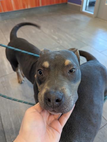  - Male - Pit Bull-Mix