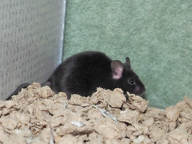 Bill - Male - Mouse