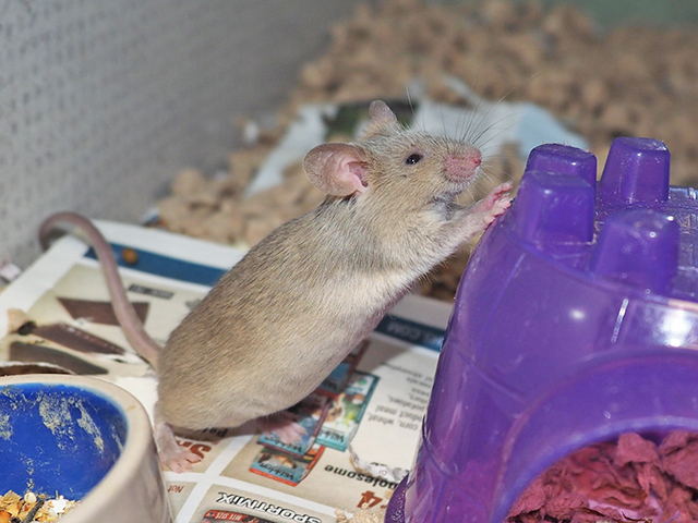 Frank - Male - Mouse