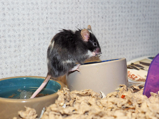Bojack - Male - Mouse