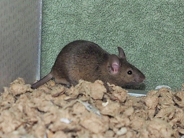 Bernard - Male - Mouse