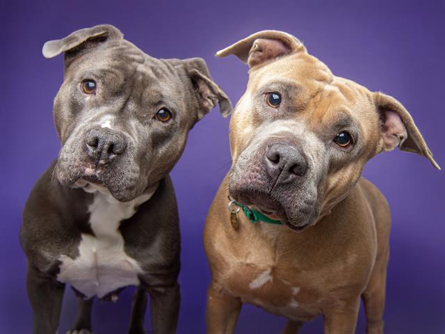 Brownie - Female - Pit Bull-Mix
