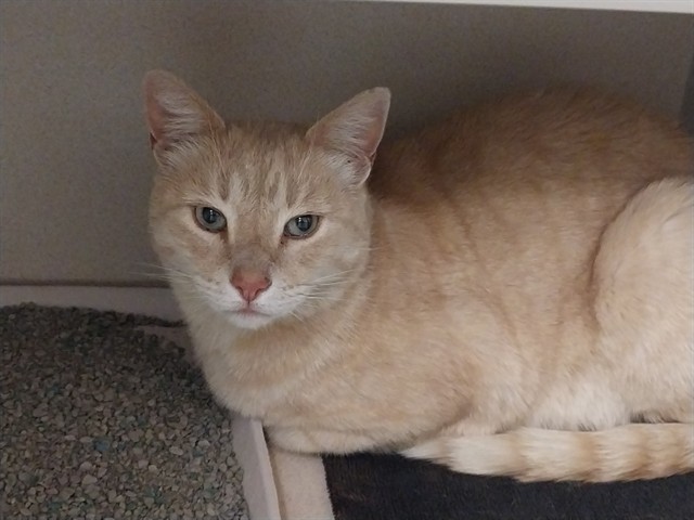 Colby Jack - Male - Domestic SH