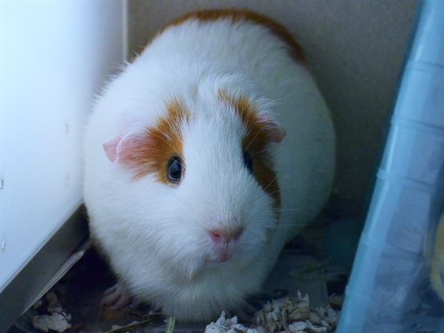Cupcake - Female - Guinea Pig