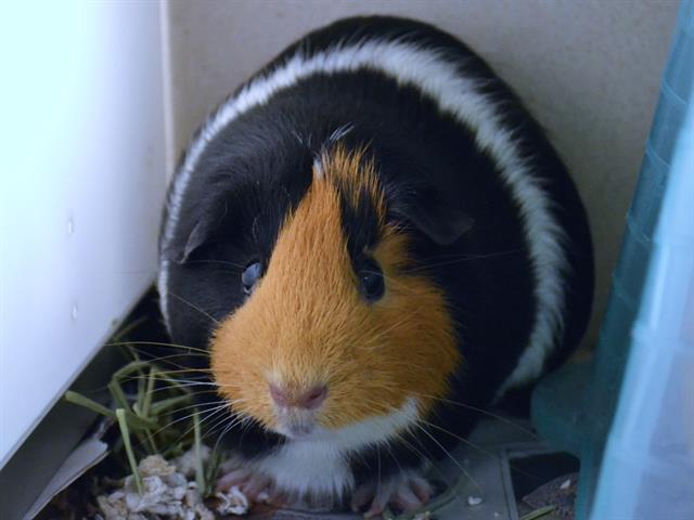 Bessie - Female - Guinea Pig