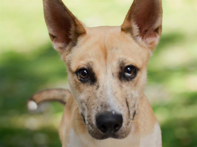 Chalupa - Male - Nonspecific