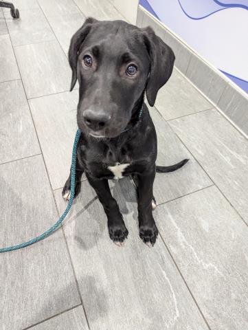  - Female - Labrador Retriever