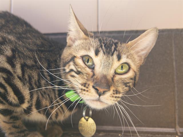 Basil - Female - Bengal